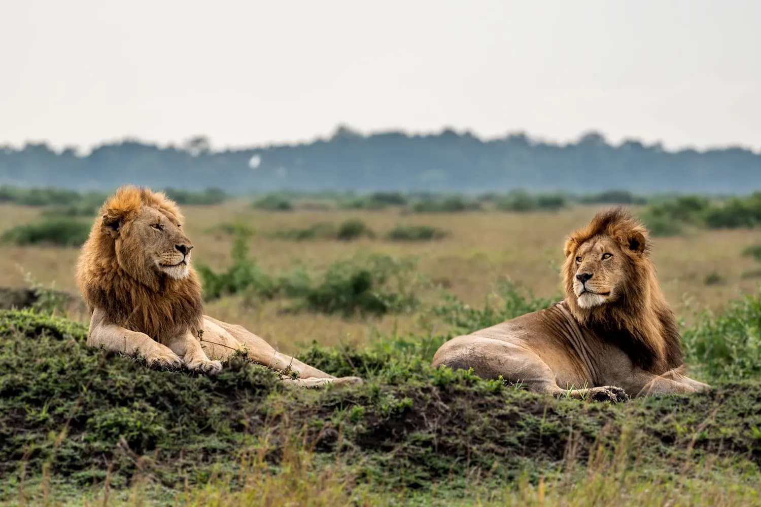 Two male lions walking majestically across the savanna.