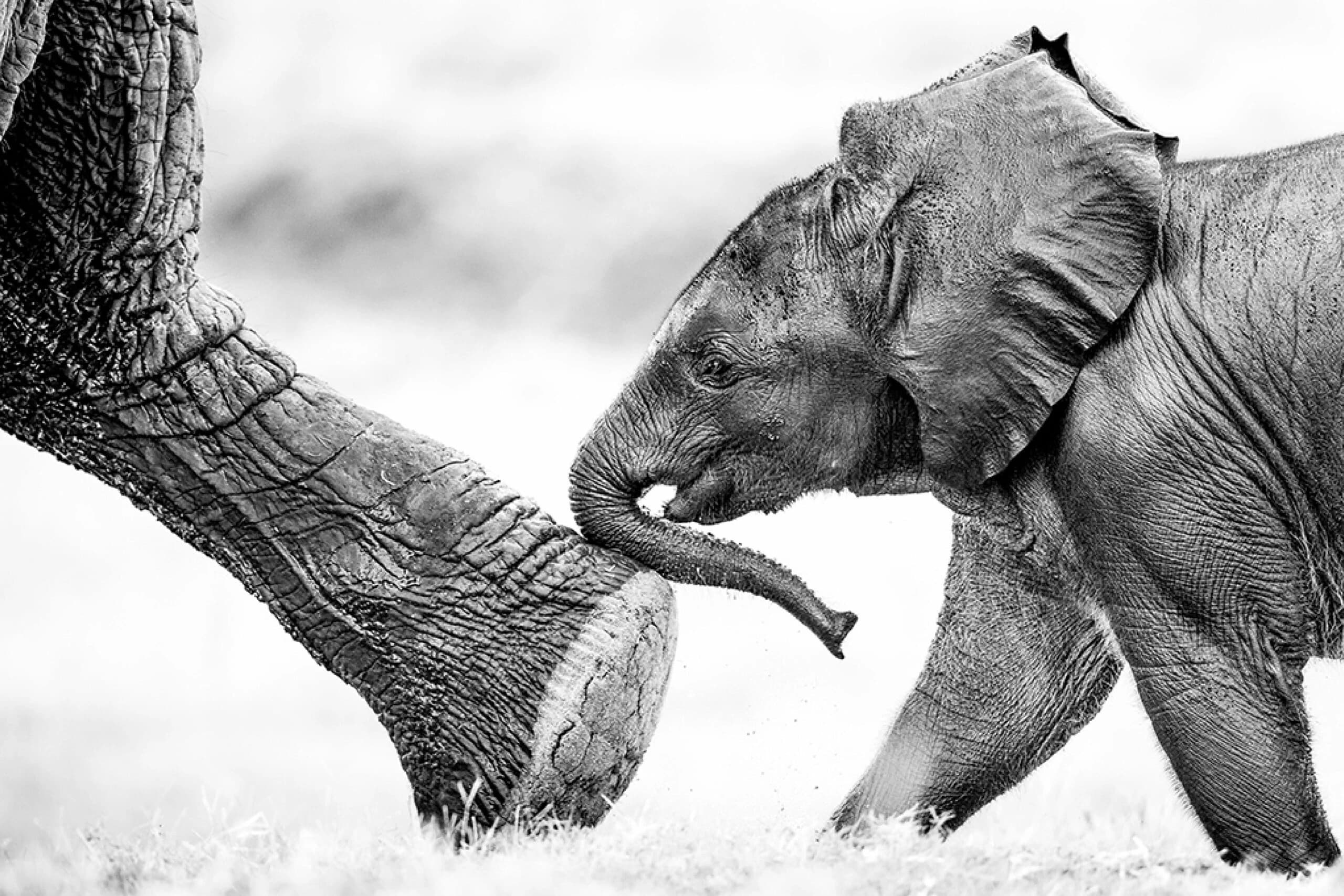 A baby elephant follows closely behind its mother, their trunks intertwined.