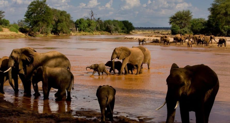 A red elephant in Tsavo East.