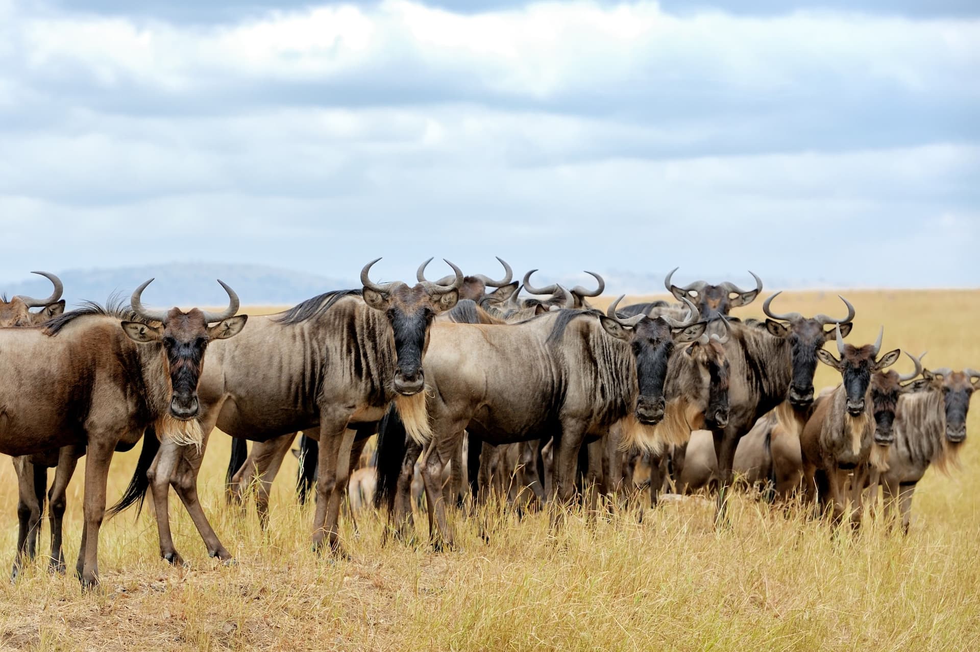 Dramatic shot of the wildebeest migration.