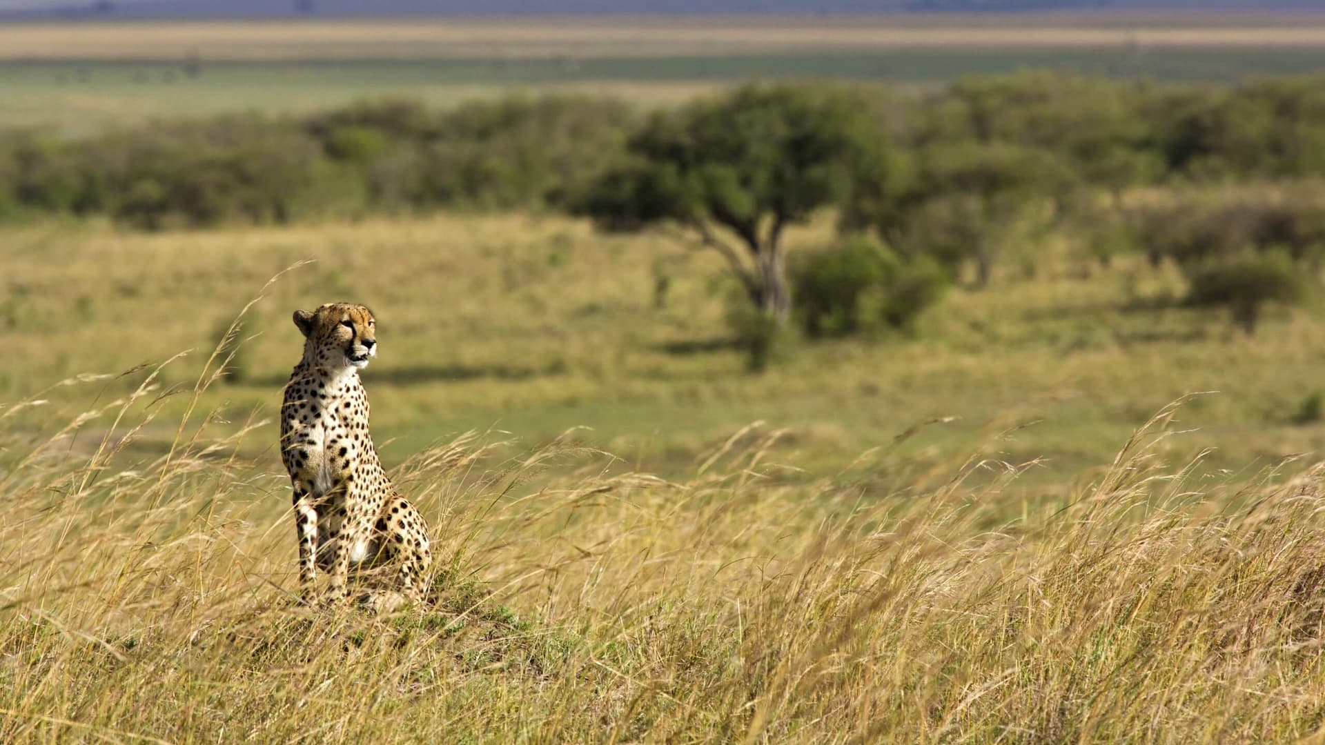 A cheetah scanning the horizon.