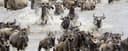 Dramatic shot of the wildebeest migration.