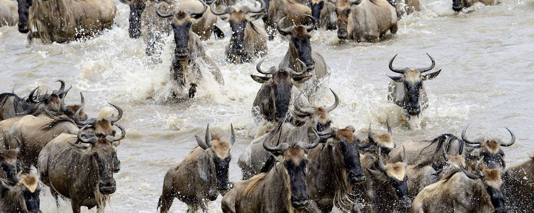Dramatic shot of the wildebeest migration.