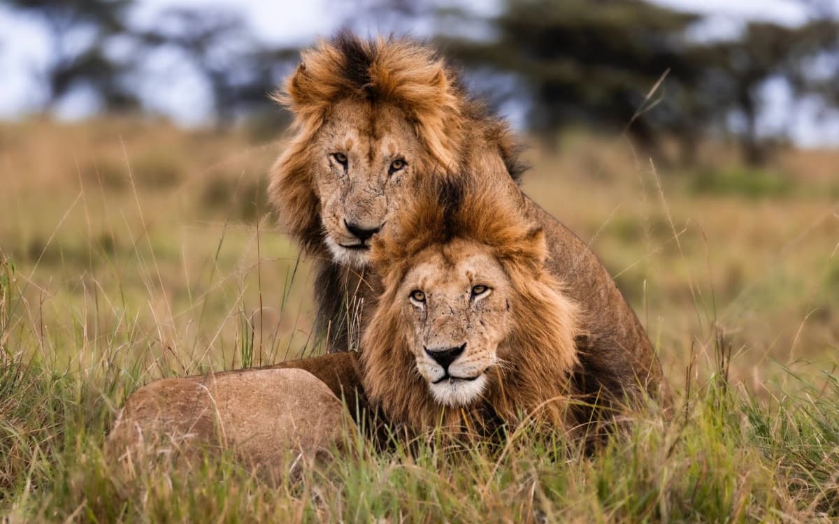 A journey through the mass plains of the Masai Mara
