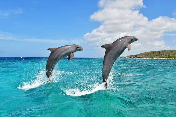 Dolphin watching from a boat.