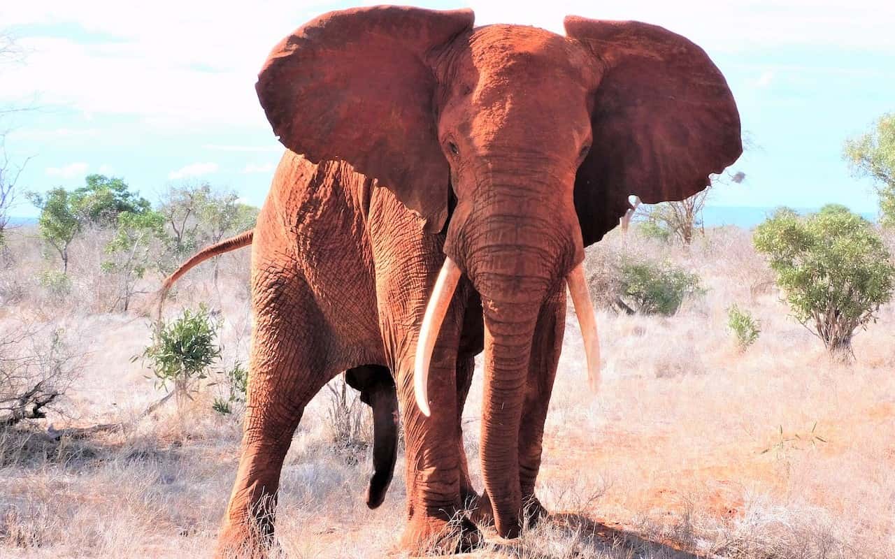 The famous red elephants of Tsavo National Park.