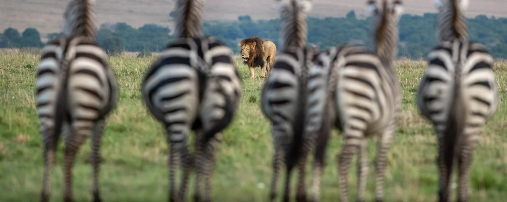 Tsavo hero