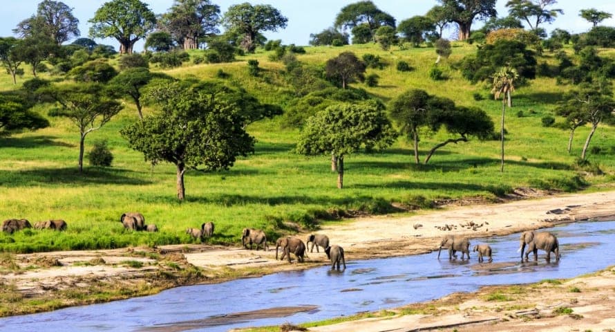 A family of elephants walking across the savanna.