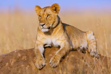 A Maasai warrior looking over the plains.