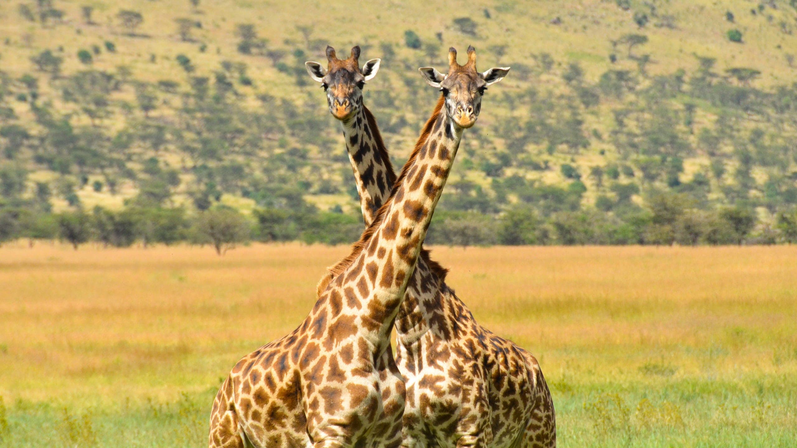 Two giraffes against a dramatic sky in the Serengeti.