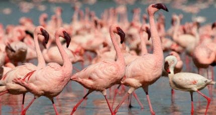 Thousands of pink flamingos at Lake Nakuru.