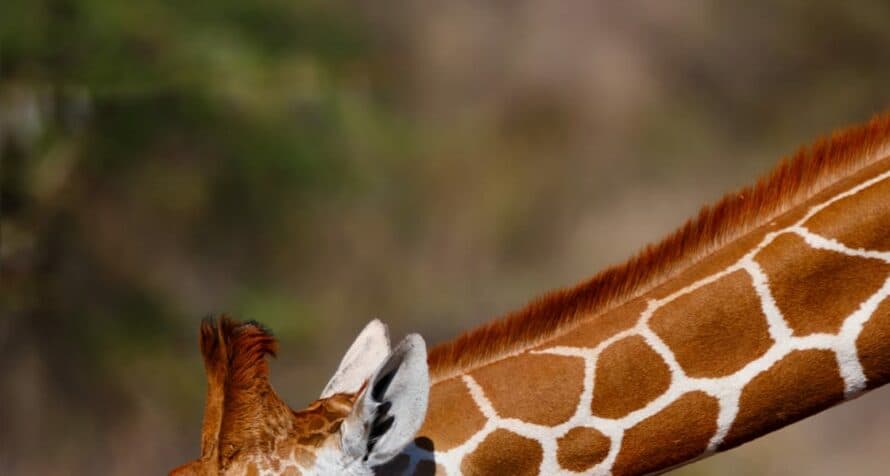 Gerenuk standing on its hind legs to feed.
