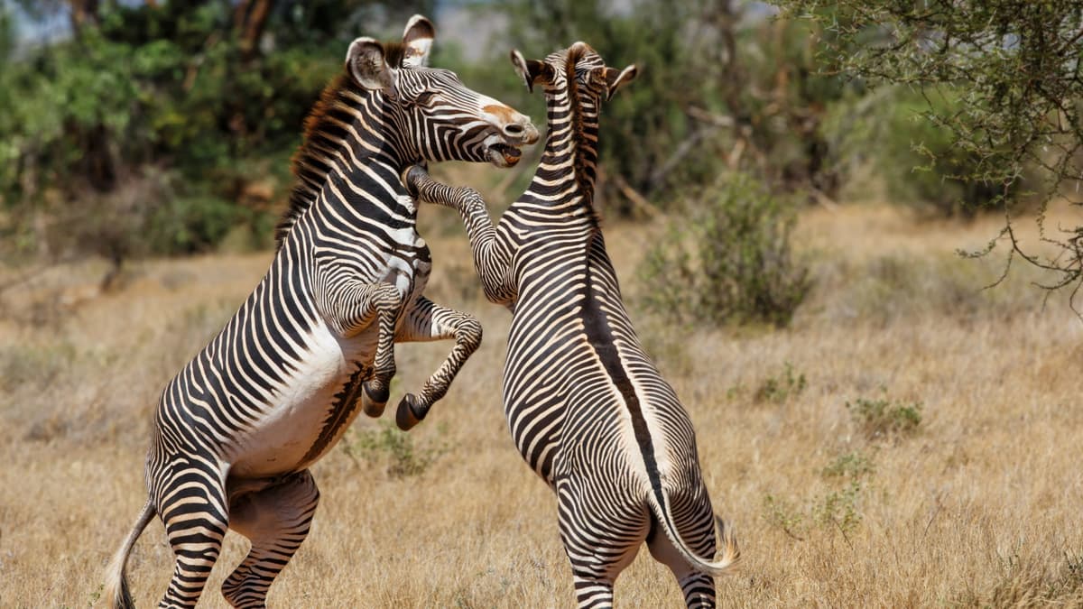 A Grevy's zebra grazing on the plains of the Laikipia Plateau.