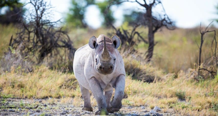 A black rhino grazes peacefully.