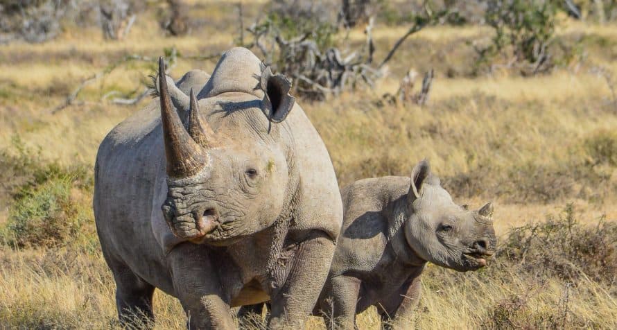 A black rhino in Lake Nakuru National Park.