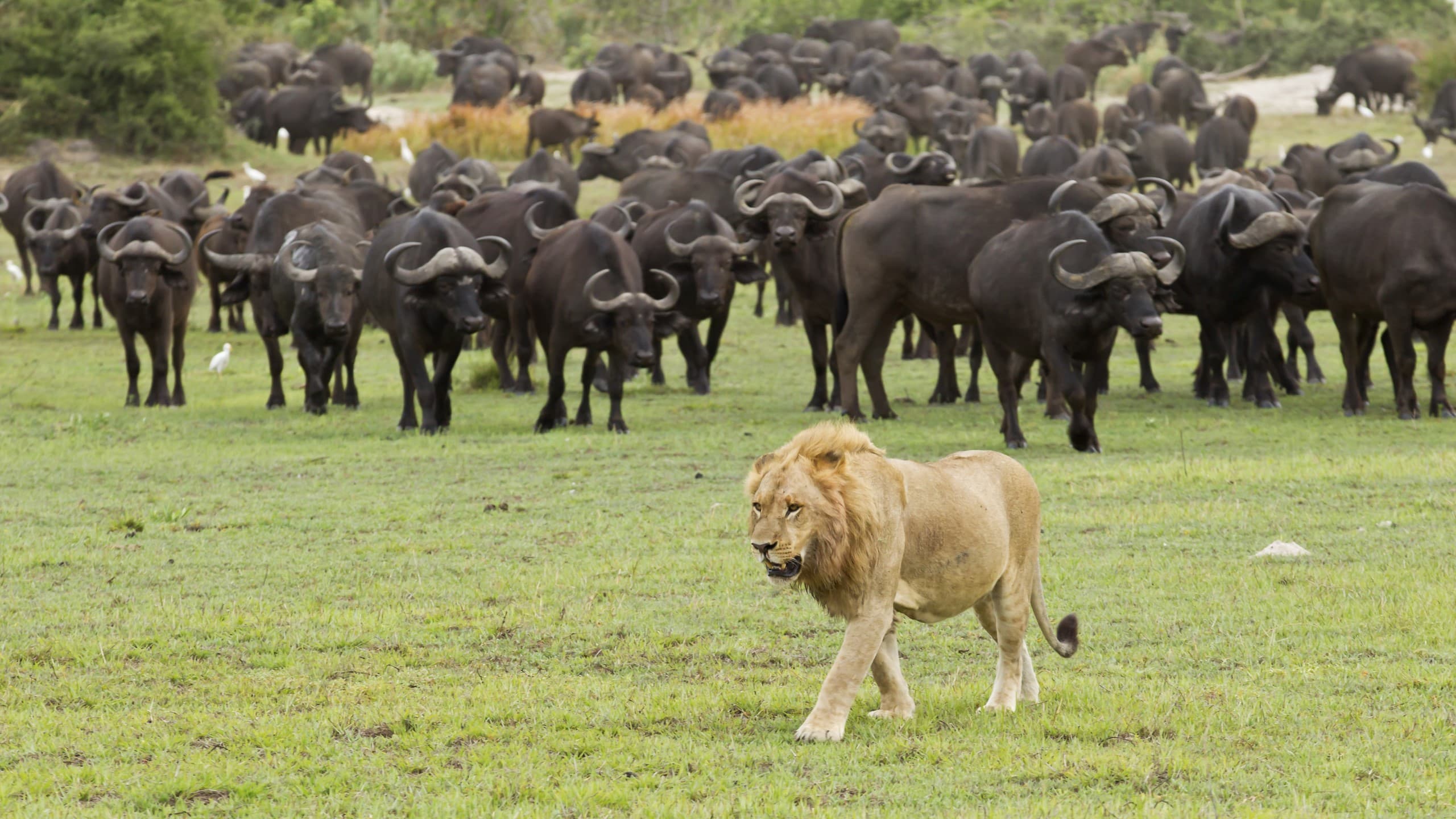 A male lion surveys his territory from a rocky outcrop.