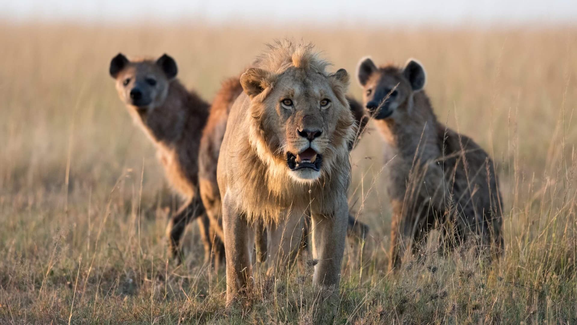 A powerful close-up of a lion's face.