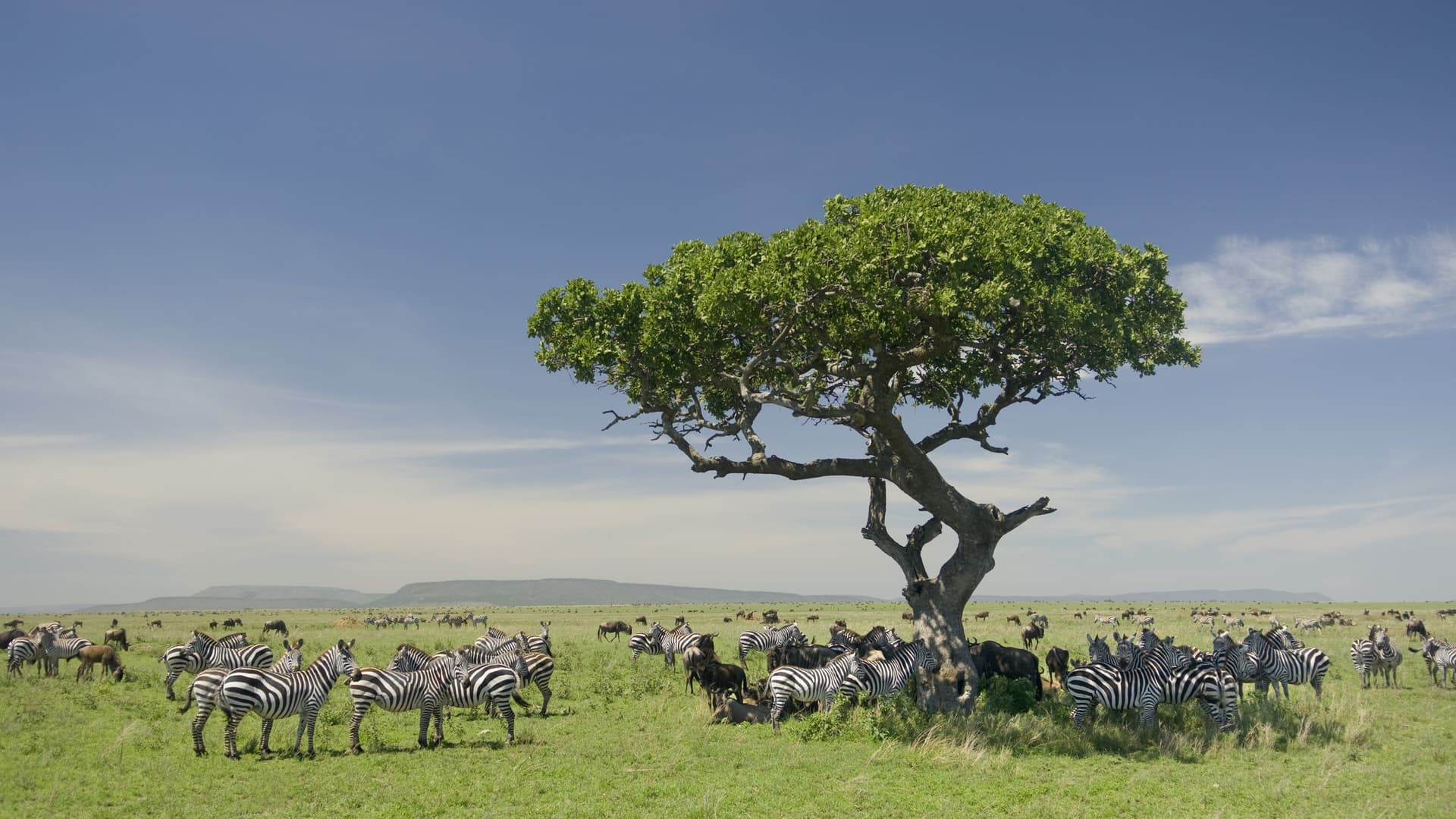 A herd of zebras on the plains.