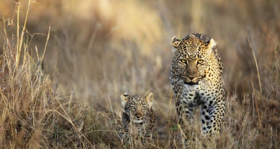 A leopard resting on a tree branch.